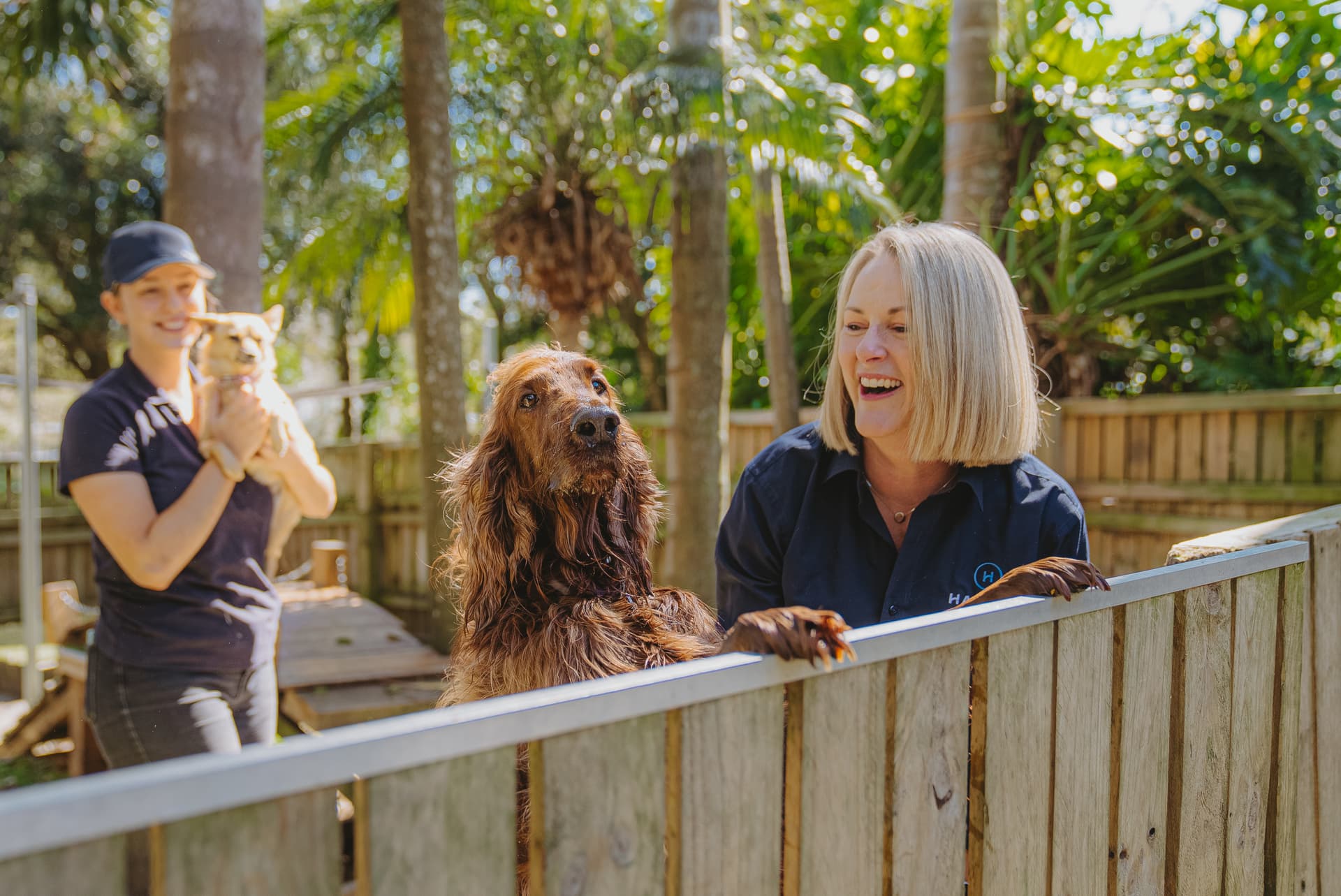 Hanrob Pet Hotels staff greeting dogs over a fence